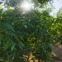 زمین کشاورزی1000متری سن دار