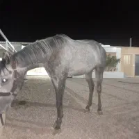 نریان ۷ساله درشت صیح سلامت مخصوص سواری آزاد پرش|اسب و تجهیزات اسب‌سواری|تهران, آشتیانی|دیوار