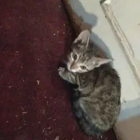 واگذاری گربه|گربه|بجنورد, |دیوار