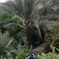 فروش باغ نخیلات و مرکبات در شهر جم|فروش زمین و ملک کلنگی|ریز, |دیوار