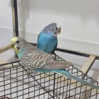 مرغ عشق ماده معاوضه با فنچ