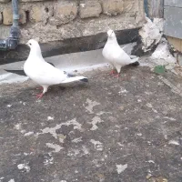 کبوتر پرشی|پرنده|اسلام‌شهر, شهرک امام حسین (میان آباد)|دیوار