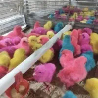 انواع جوجه|حیوانات مزرعه|کاشان, راوند|دیوار