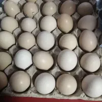 تخم مرغ لاری اصل نتفه دار