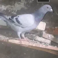 این کبوتر ۱۰ روز کسی خواست|پرنده|کارون, |دیوار