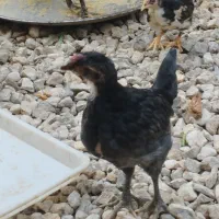 جوجه مرغ ۴ ماه ۳۰۰