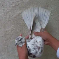 کفتر خوب فروش فوری