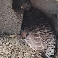 بوقلمون و غوغاز