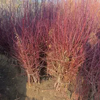 فروش نهال زودبازده با تضمین اصالت|خدمات باغبانی و درختکاری|گلستان (تهران), |دیوار