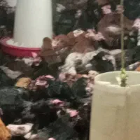 مرغ تخمگذار محلی درجه یک|حیوانات مزرعه|شیراز, بید زرد|دیوار