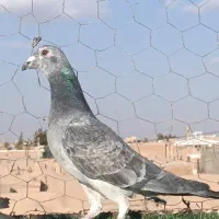 تعداد آلمانی و کرمانی|پرنده|بیرجند, |دیوار