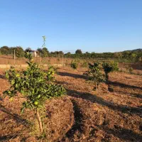 فروش باغ مرکبات|فروش زمین و ملک کلنگی|قائمشهر, |دیوار