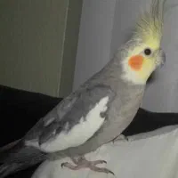 عروس هلندی گمشد