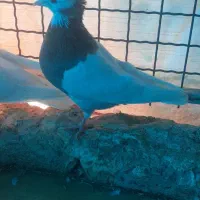 طوقی کرمونشاهی|پرنده|قم, ولیعصر|دیوار