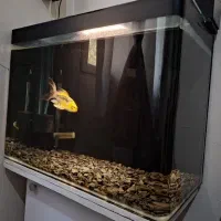 ماهی کوی آکواریوم لجن خوار و تصفیه تصویه تاپ فیلتر