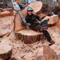 خریدار چوب تر خشک