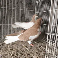 چپ زرد و خال زرد جفت گاه