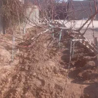 سمپاشی باغبانی و درختکاری هرس تیلر کودوگل سم پاشی|خدمات باغبانی و درختکاری|مشهد, توس (بلوار توس)|دیوار