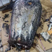 رنگ آمیزی باک موتور سیکلت|خدمات موتور و ماشین|یزد, |دیوار