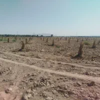 انواع نخل خرما بزرگ و پاجوش ونهال مرکبات|خدمات باغبانی و درختکاری|یزد, |دیوار