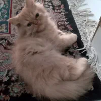 گربه خانگی پرشین فلت|گربه|تهران, فاطمی|دیوار
