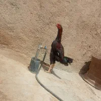 خروس لاری اوشاملو