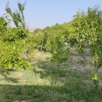 باغ ۷۳۰ متر در اسکو اسفنجان|فروش خانه و ویلا|اسکو, |دیوار