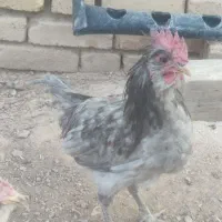 خروس گلین