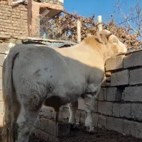 جوانه چاق فروشی