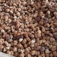 توت خشک امسال|خوردنی و آشامیدنی|تهران, گرگان|دیوار