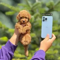 توی پودل فرفری / سگ پودل توی اورجینال