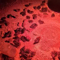 جوجه بلدرچین