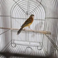 ماده قناری آماده .سهره گلبسر یاسمین