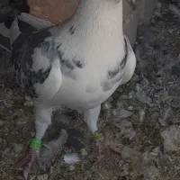 لوستر کبوتر