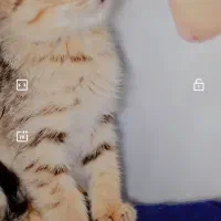 گربه پرشین|گربه|اهواز, کوی مهدیس|دیوار