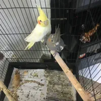 یک جفت جوجه عروس هلندی 5ماه