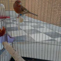 باسلام فروش قناری درجه یک