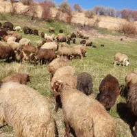 گوسفند و بره|حیوانات مزرعه|مریوان, |دیوار