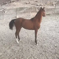 مادیان.دره شور