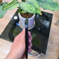 apple 16|موبایل|تهران, میرداماد|دیوار