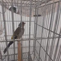 سره قناری|پرنده|تهران, بهارستان|دیوار