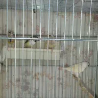 فنچ گلدین، ۴ ماده ۲ تا نر|پرنده|محلات, |دیوار