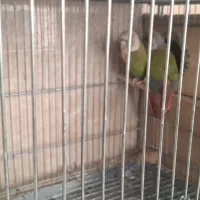 جوجه عروس، بالغ، گرینچیک مولد، لونه|پرنده|بابا حیدر, |دیوار