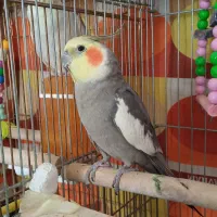 عروس هلندی سخنگو|پرنده|اصفهان, فجر|دیوار