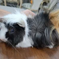 خوکچه هندی تریکال با قفس