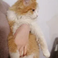 گربه پرشین میکس زیباودستی|گربه|گرگان, |دیوار