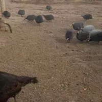 مرغ مروارید