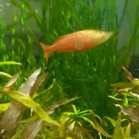 ماهی زینتی|ماهی|اسلامشهر, مطهری|دیوار