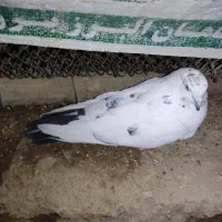 گبوتر|پرنده|فرخشهر, |دیوار