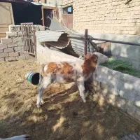 گوساله نر ـ سیمینتال ـ دورگ ـ محلی ( کــوار)|حیوانات مزرعه|طسوج, |دیوار